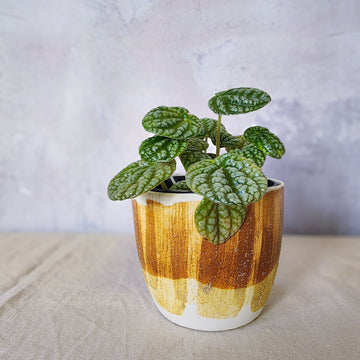 Large Ceramic Pot Plant - Cinnabar