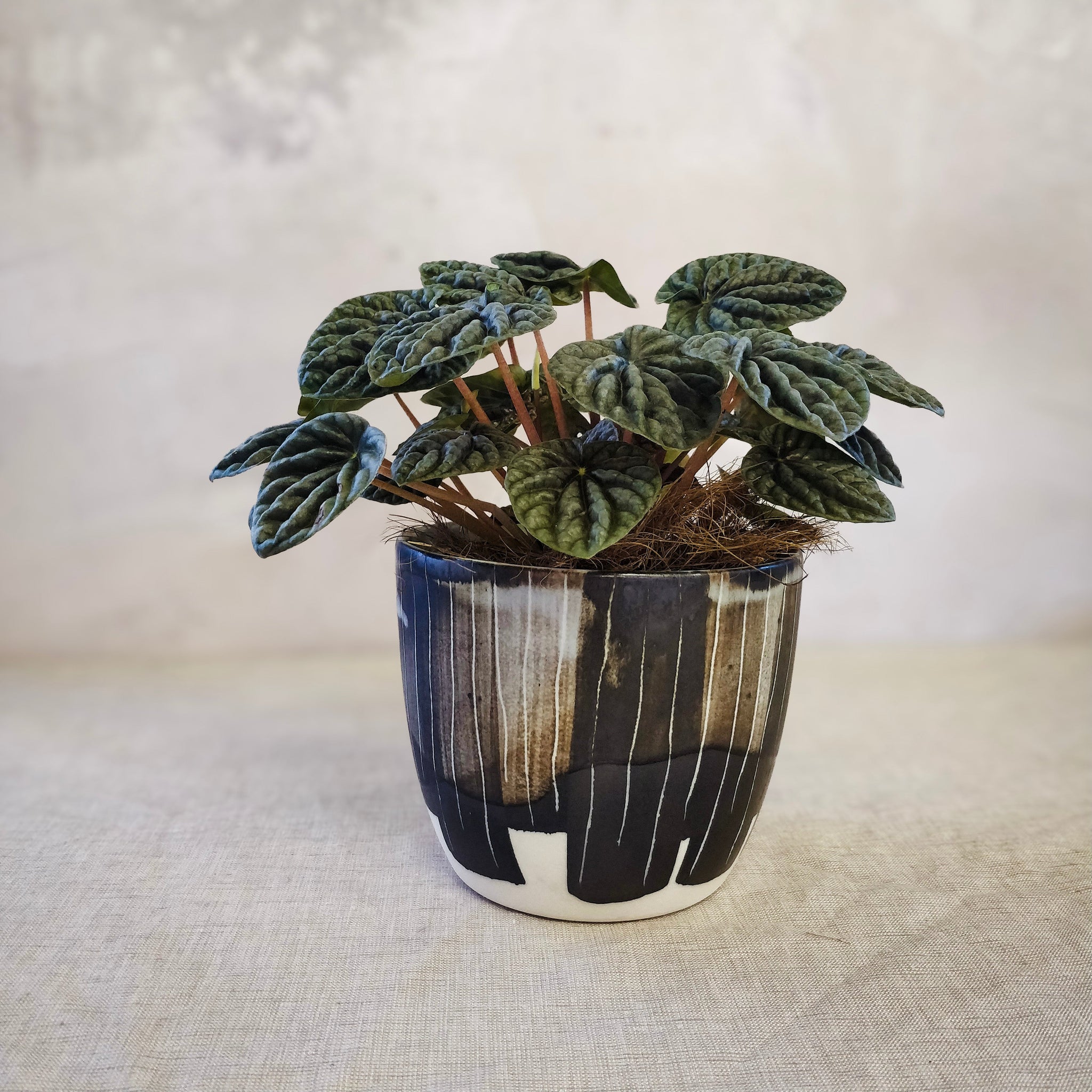 Small Ceramic Pot Plant - Charcoal Black