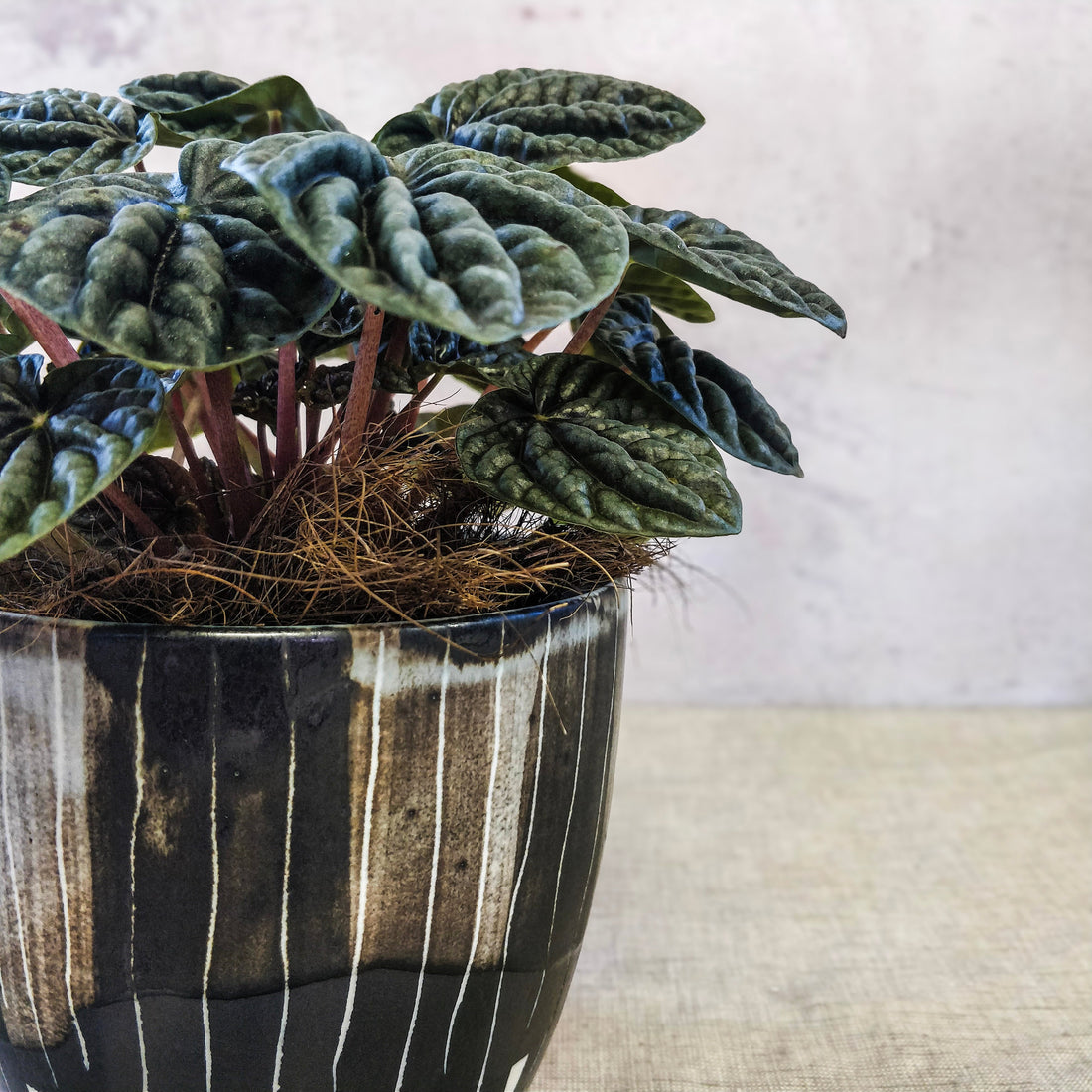 Large Ceramic Pot Plant - Charcoal Black