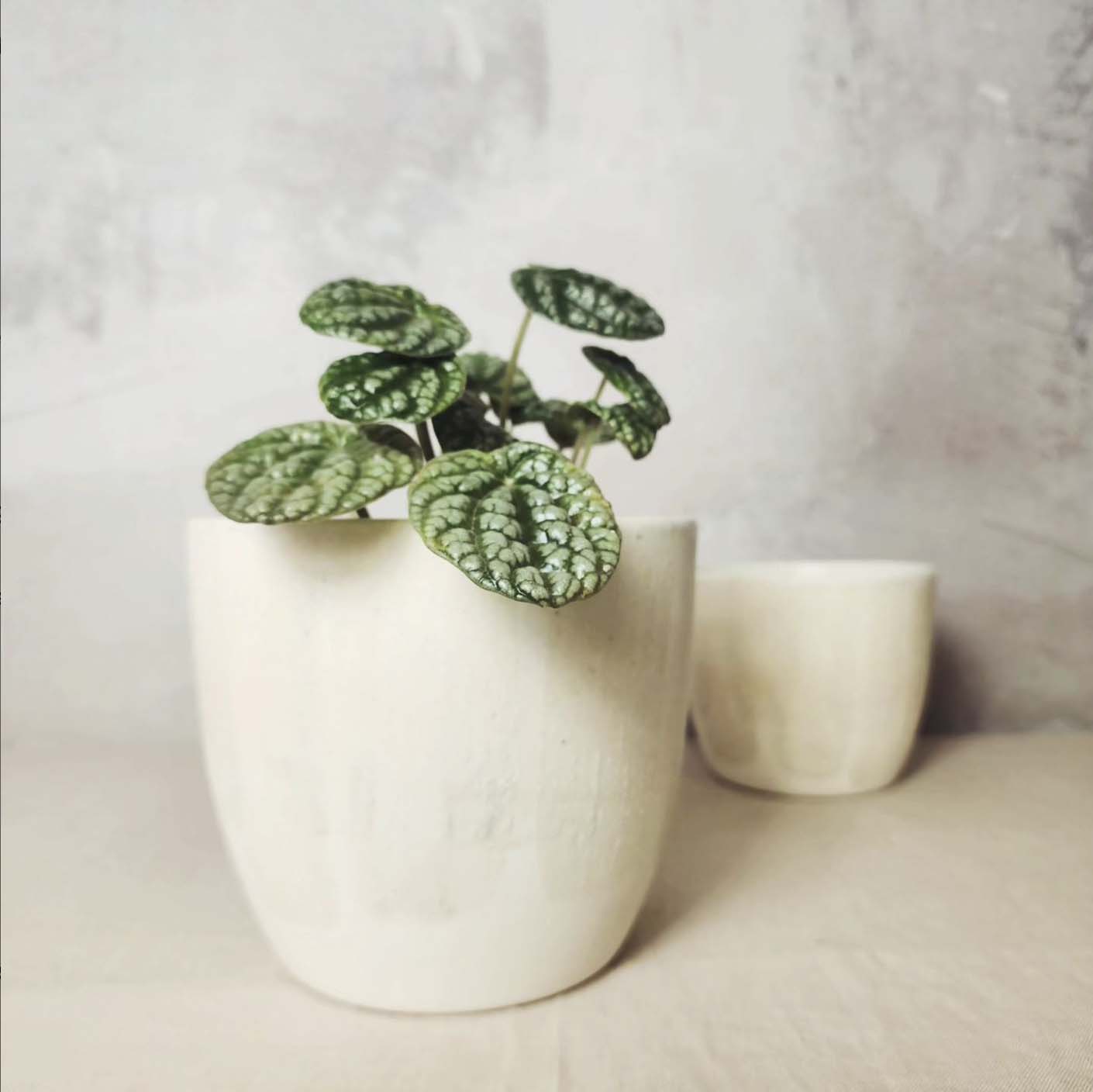 Large Ceramic Pot Plant - Salted White