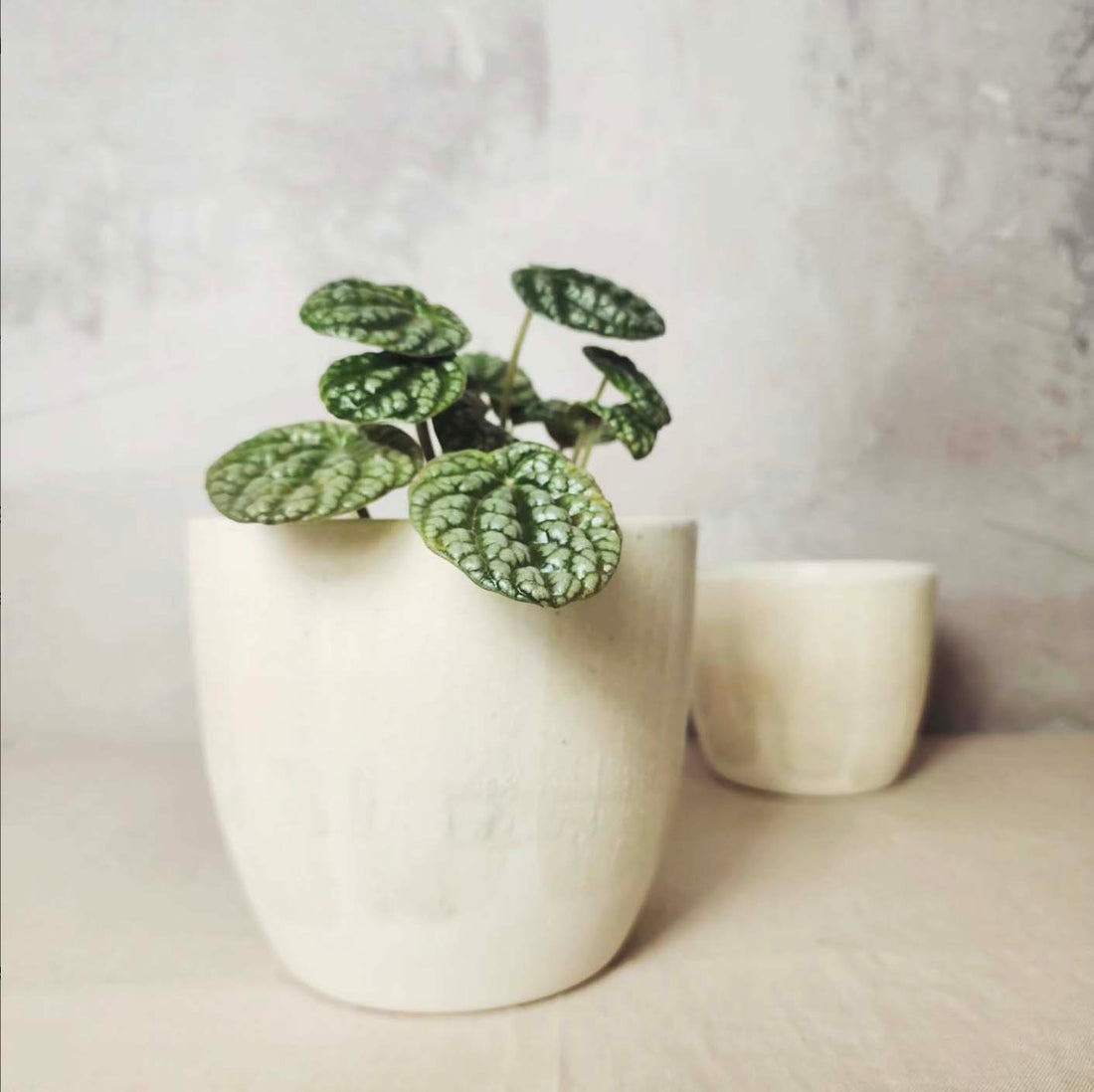 Small Ceramic Pot Plant - Salted White